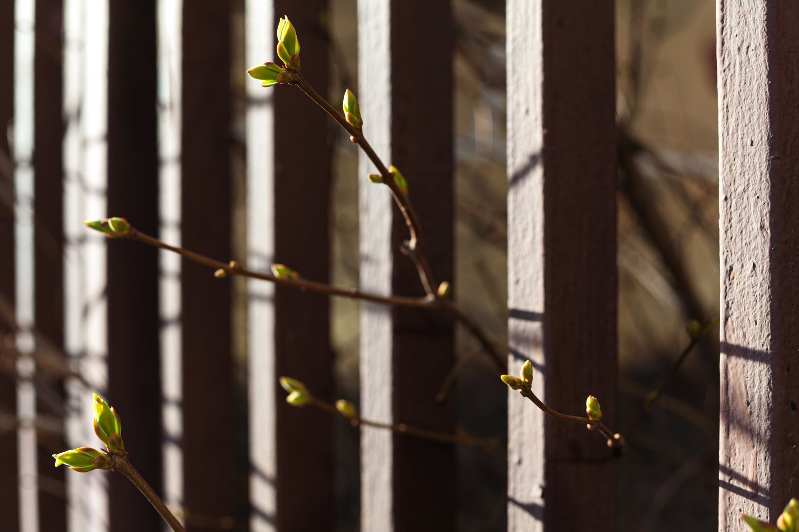 На деревьях появляются первые почки