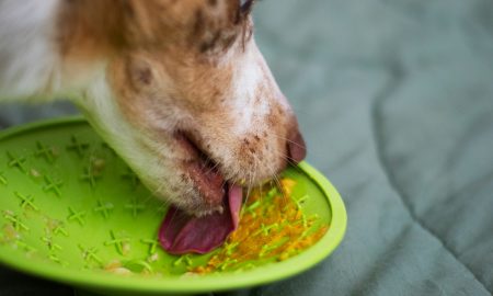 собака вылизывает миску