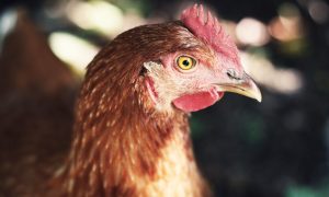 Обычная рыжая курица