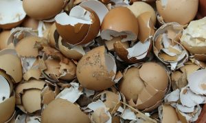 Яичная скорлупа