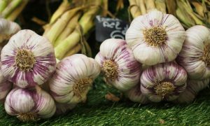 Озимый чеснок