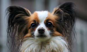 Сидит собака с большими ушами