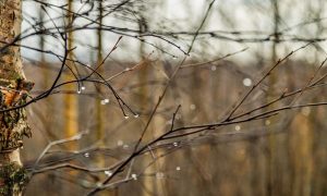 Дерево в каплях дождя