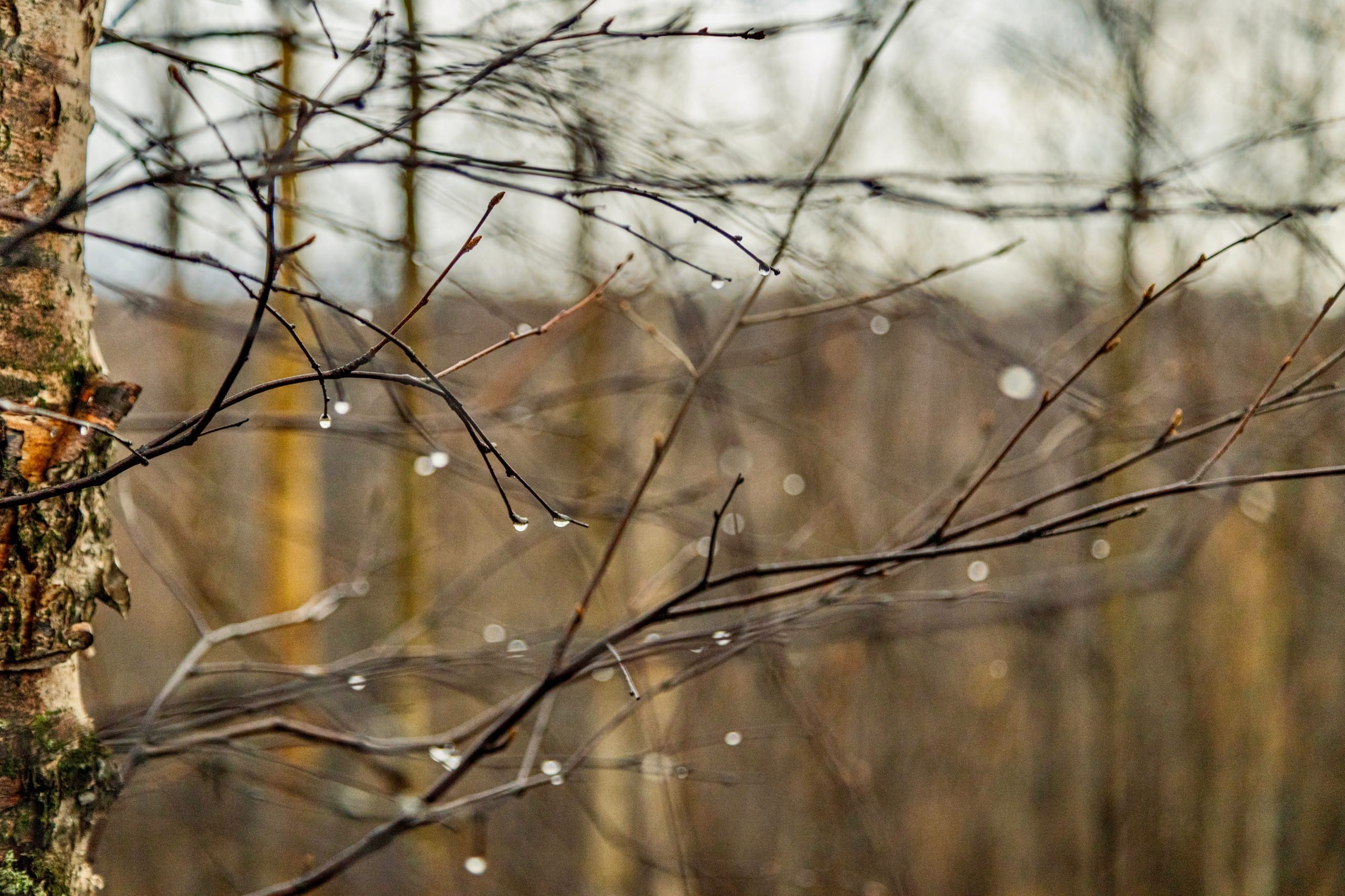 Дерево в каплях дождя