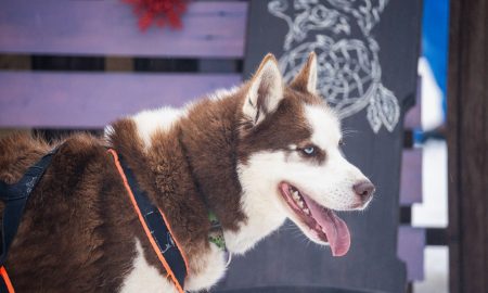 Хаски в профиль