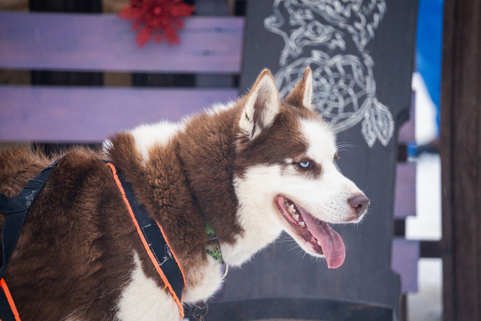 Хаски в профиль