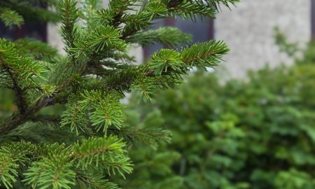 Ветка хвойного дерева