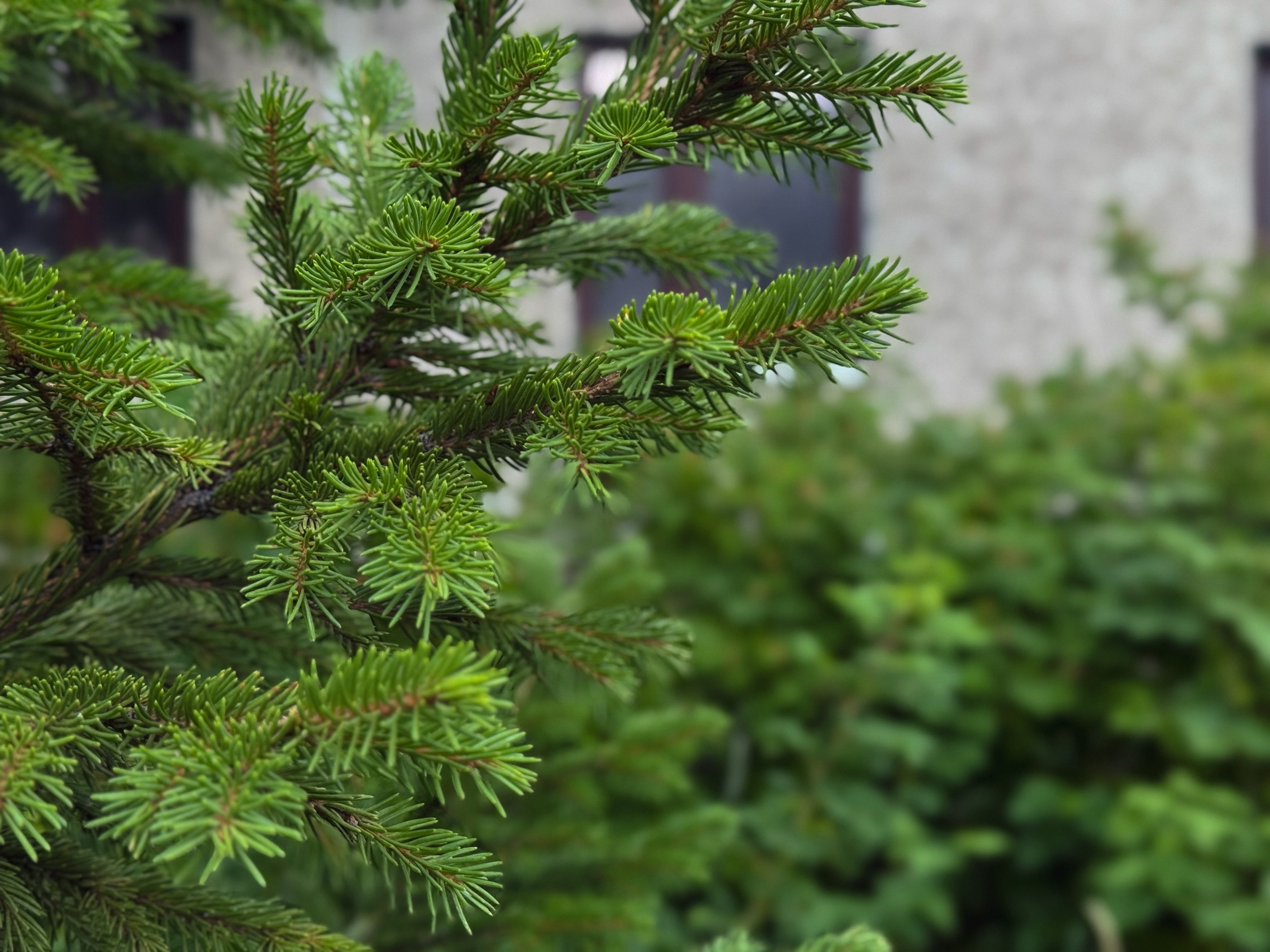 Ветка хвойного дерева