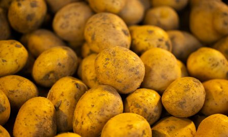 Урожай картофеля