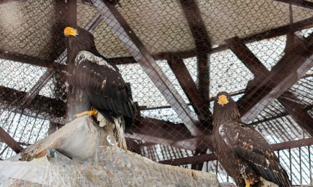 Молодая пара белоплечих орланов