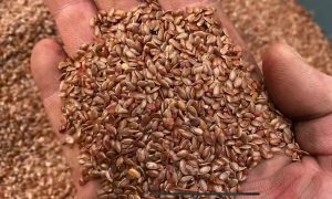 семена льна