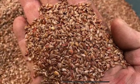 семена льна