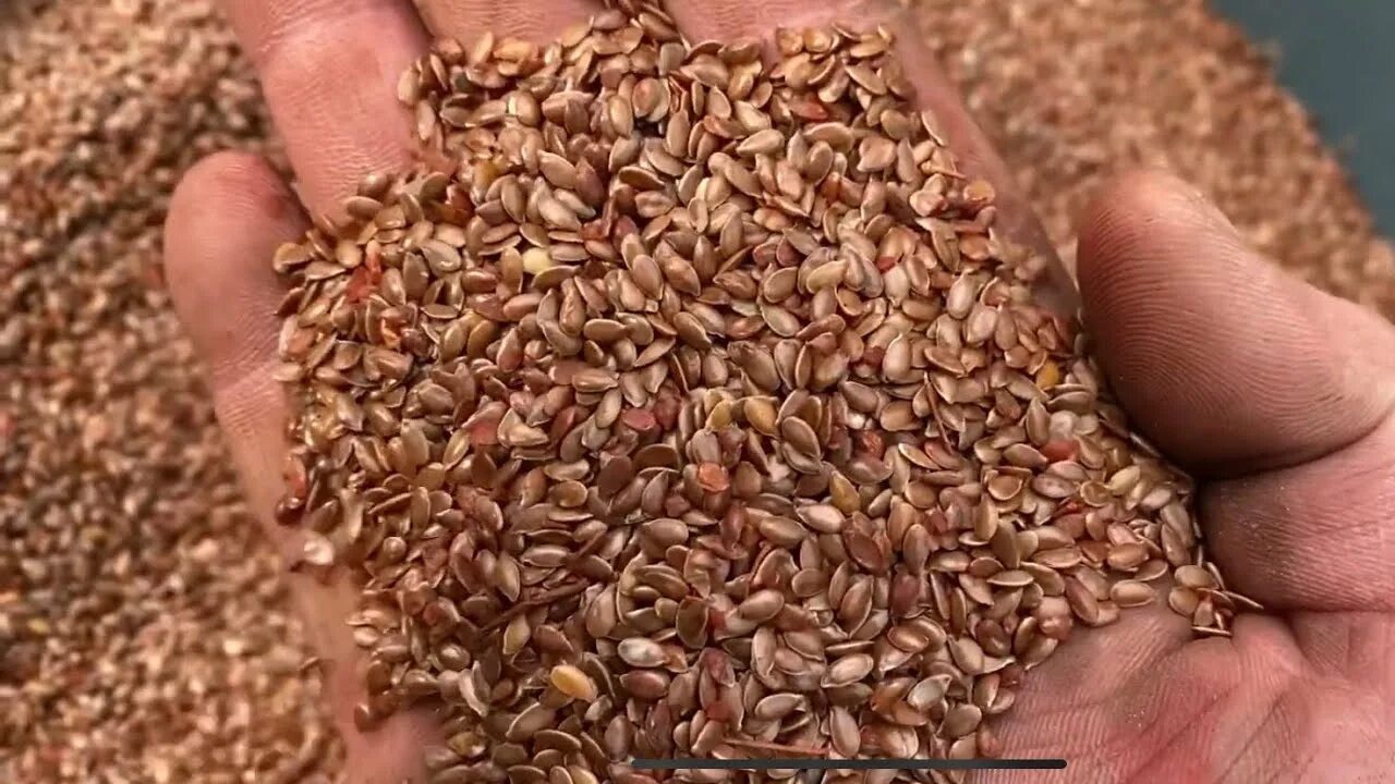 семена льна