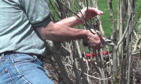 обрезка кустарника