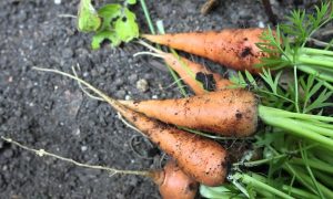 ветвистая морковь