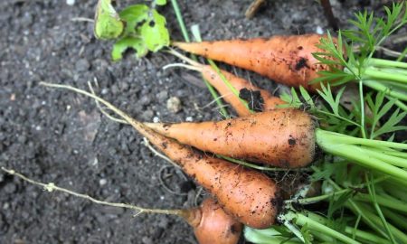 ветвистая морковь