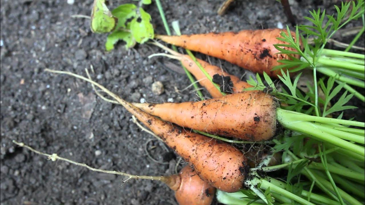 ветвистая морковь