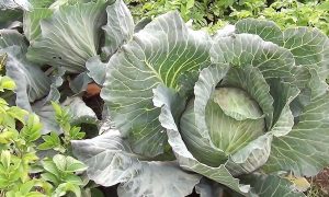 капуста в огороде