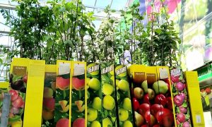 плодовые саженцы