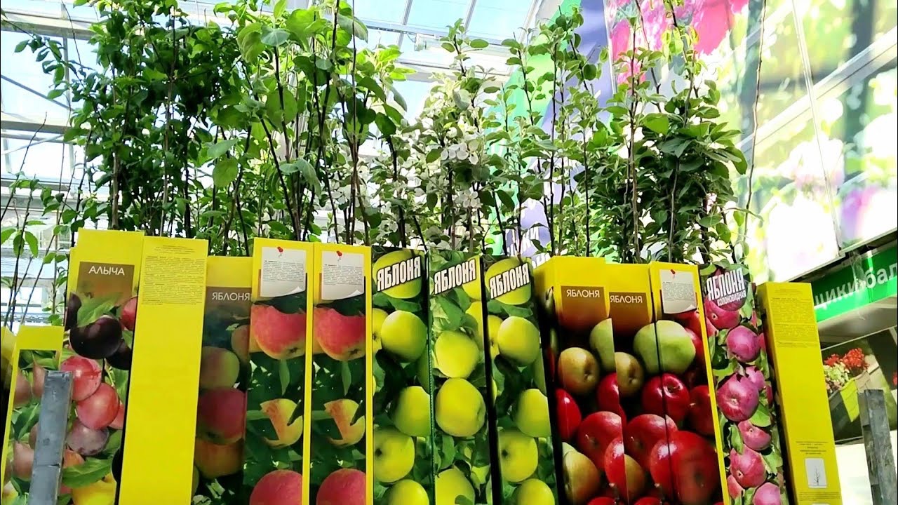 плодовые саженцы