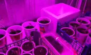 подсветка рассады