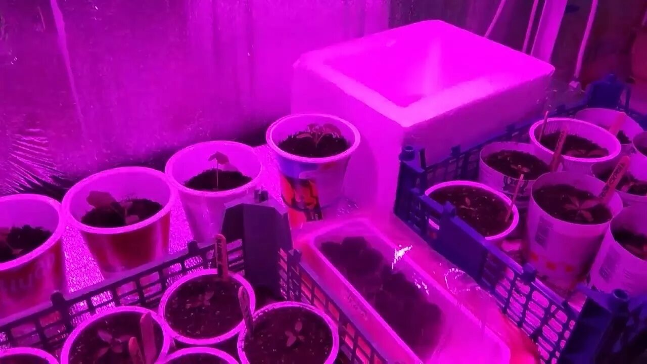 подсветка рассады