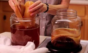 чайный гриб