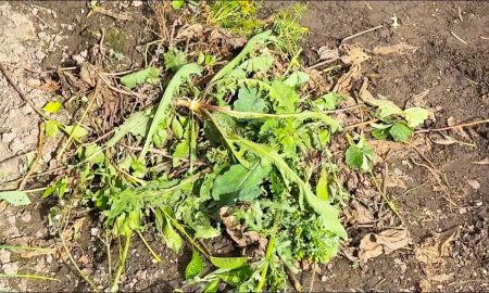 сорняки в земле