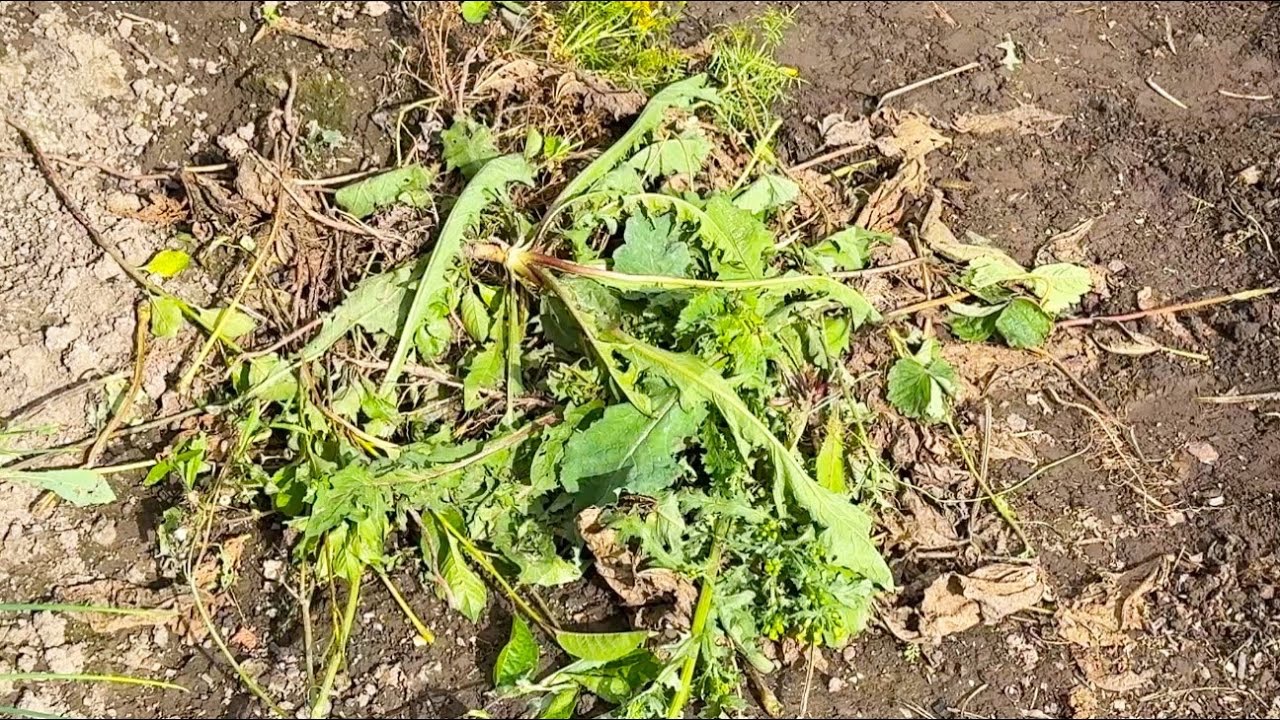 сорняки в земле