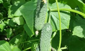 огурцы растут