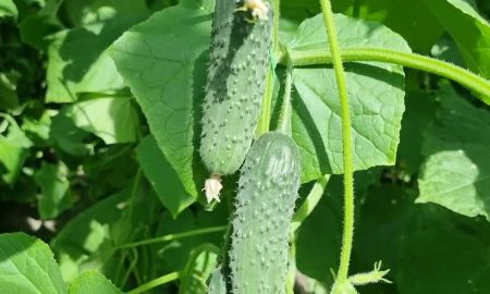 огурцы растут