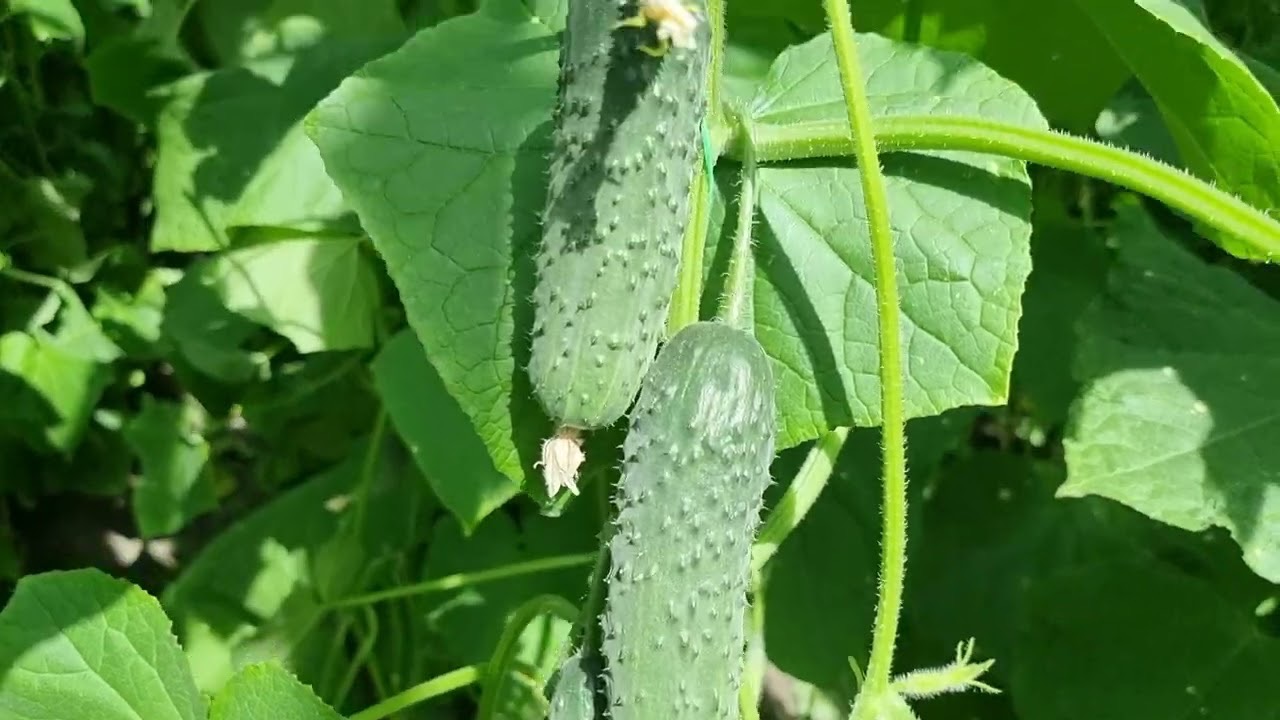 огурцы растут