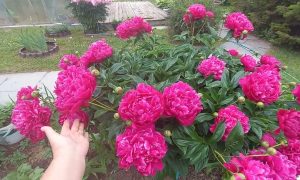 пионы в огороде