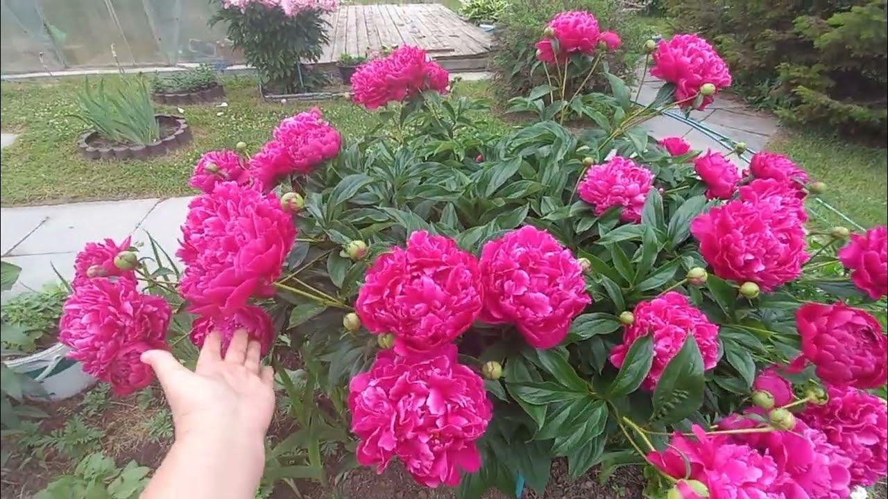 пионы в огороде