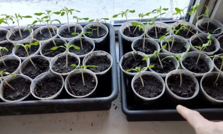 вытянутая рассада на подоконнике