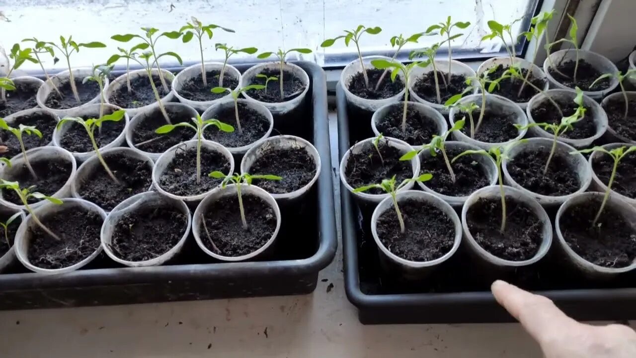 вытянутая рассада на подоконнике
