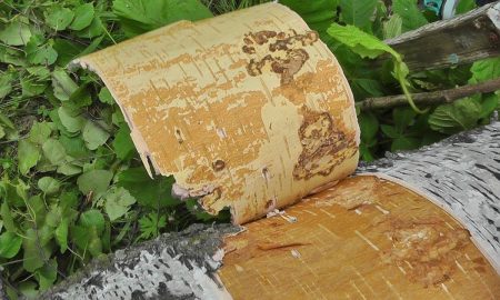 подготовка бересты