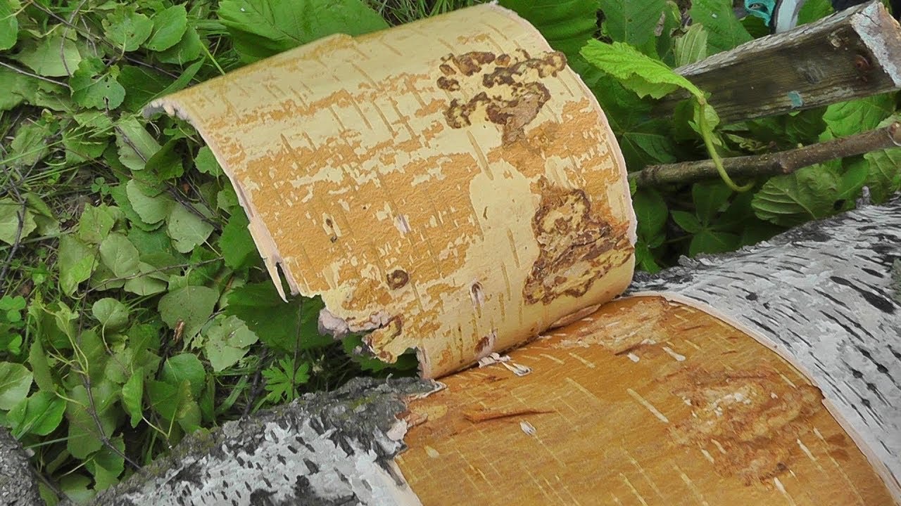 подготовка бересты