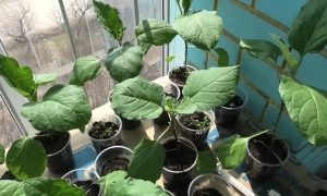 рассада баклажанов
