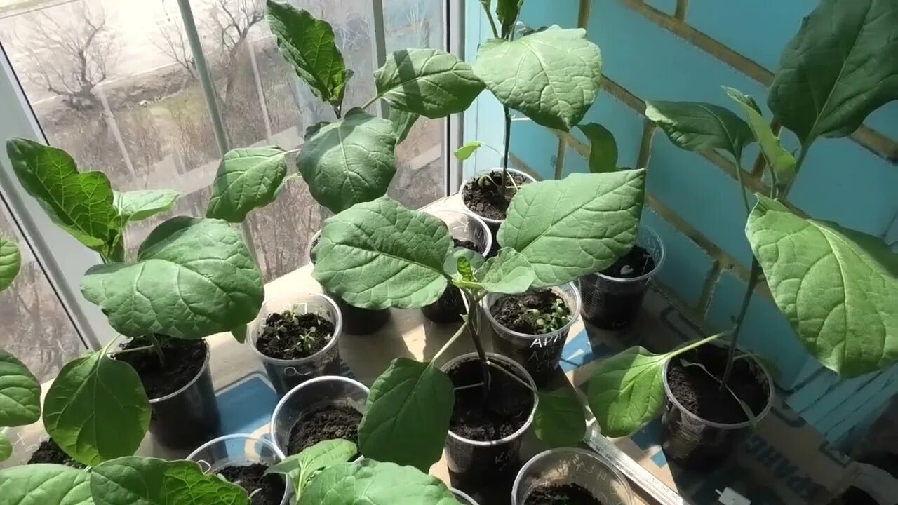 рассада баклажанов