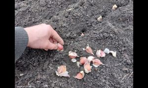 посадка чеснока