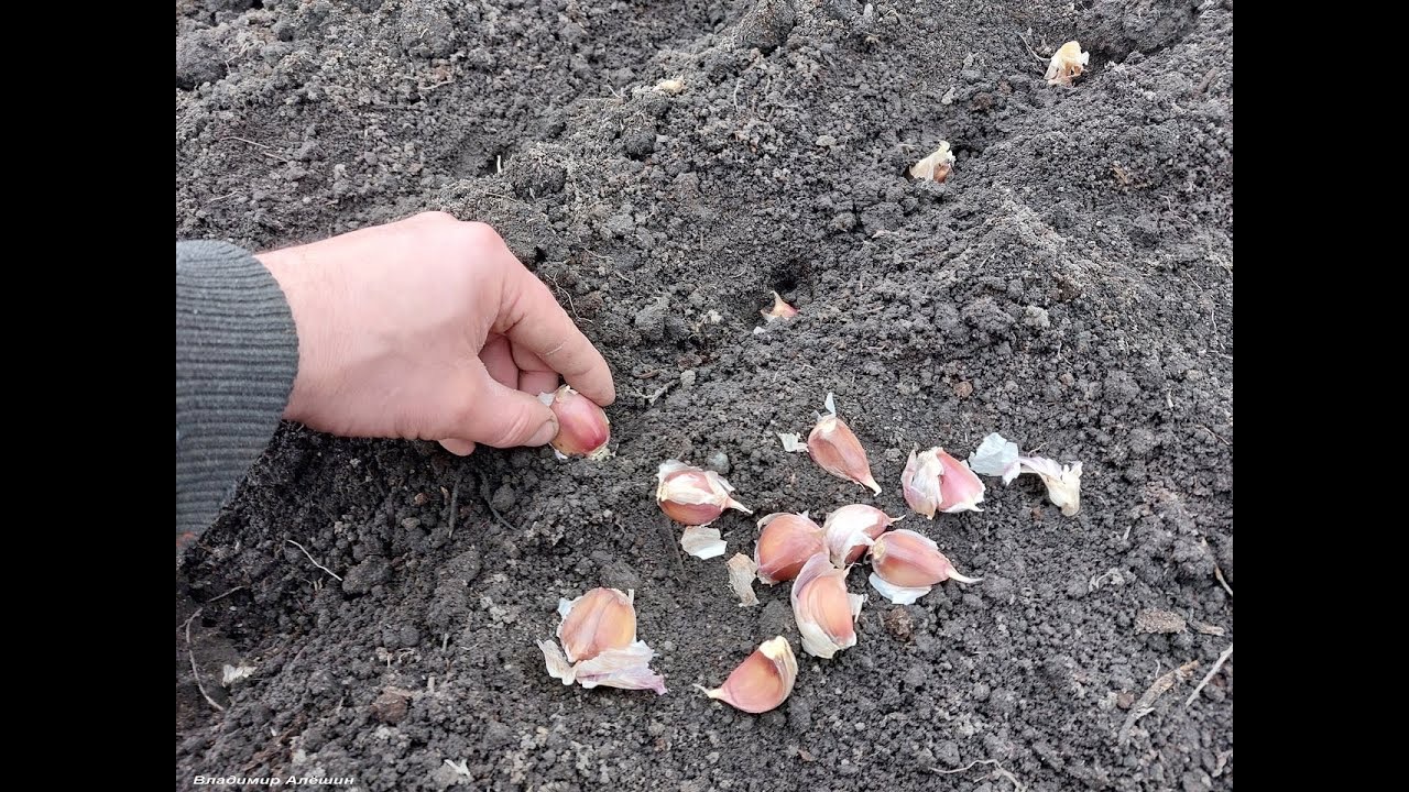 посадка чеснока