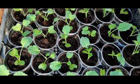 пикировка рассады