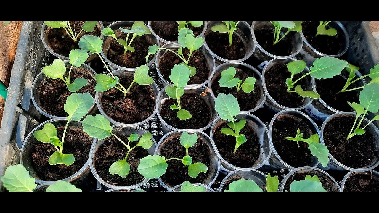 пикировка рассады