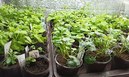 рассада в стаканчиках