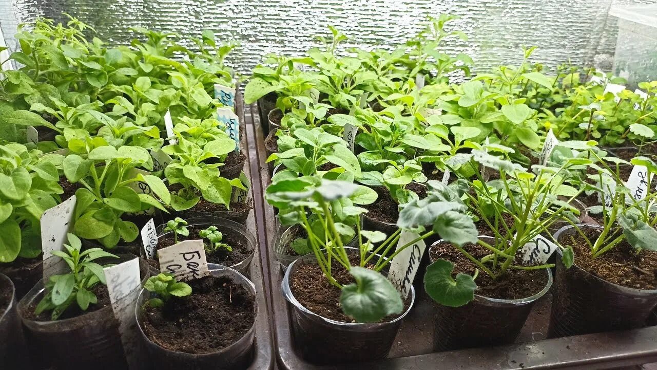 рассада в стаканчиках