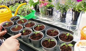 подкормка рассады томатов