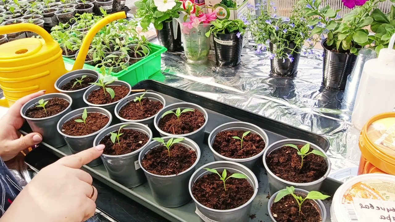 подкормка рассады томатов