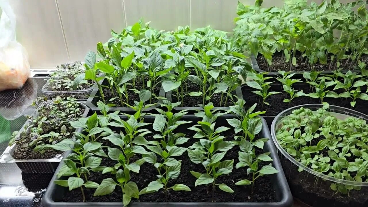 рассада на подоконнике