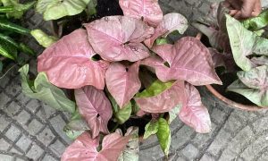 растение сингнониум